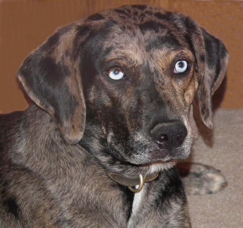 Rocky Point Catahoulas Gainesville, FL