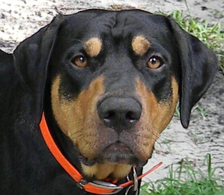 Rocky Point Catahoulas Gainesville, FL