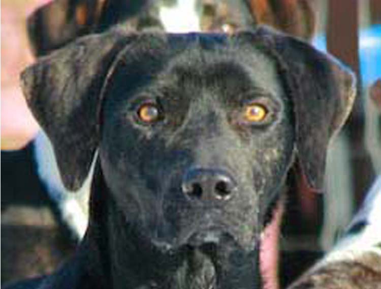 Rocky Point Catahoulas Gainesville, FL