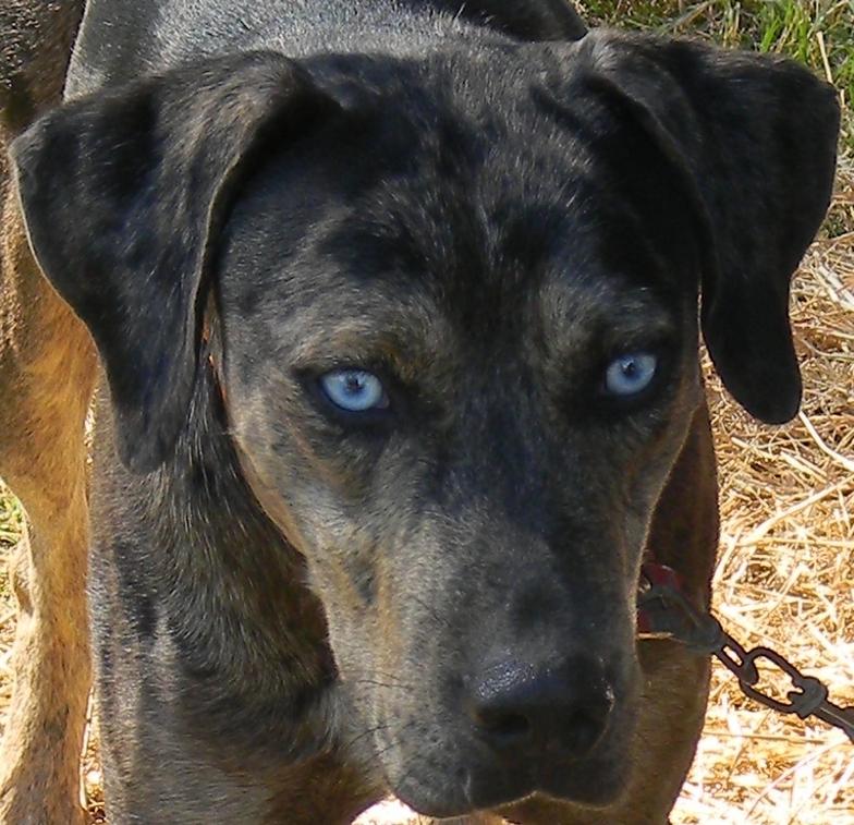 Rocky Point Catahoulas Gainesville, FL